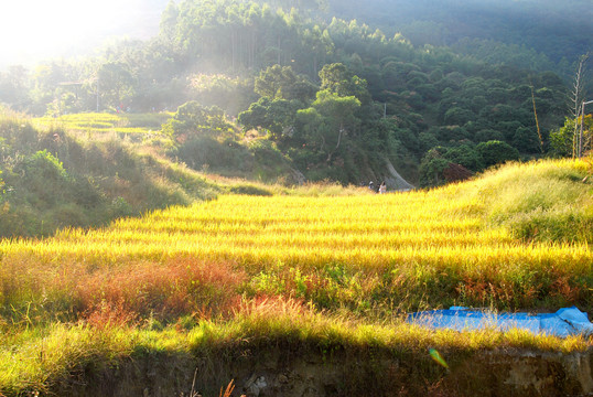 山间梯田