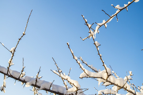 冬天挂雪树枝