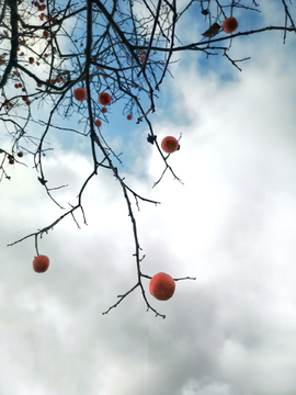 蓝天白云下的秋柿子