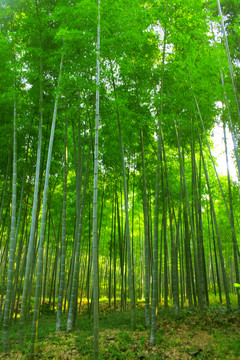 竹林