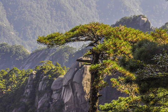 黄山奇松怪石