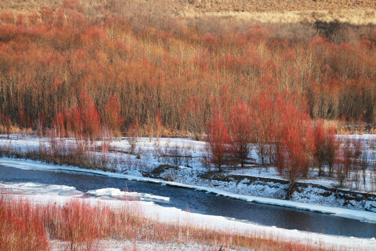 冰河红柳树林雪景