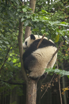 大熊猫的睡姿