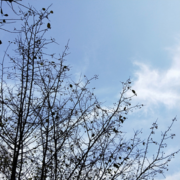 天空 树枝