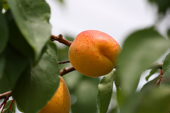 成熟的甜杏