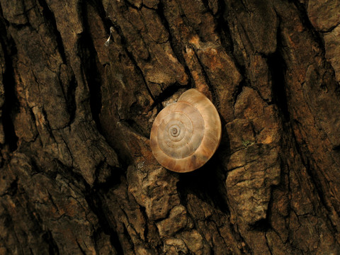 阳光下龟裂的树皮上一只蜗牛空壳