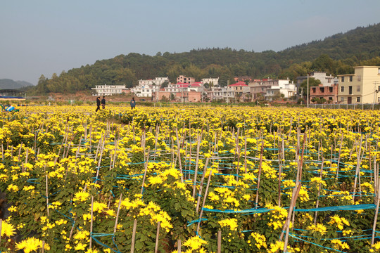 金丝黄菊