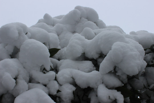 雪枝头