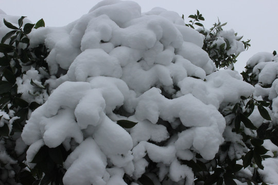 雪枝头