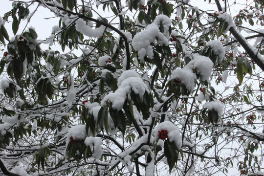 雪景