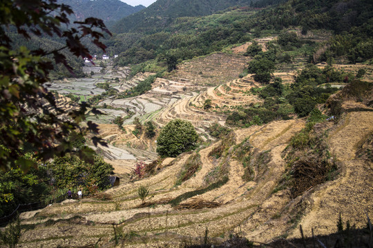 篁岭梯田