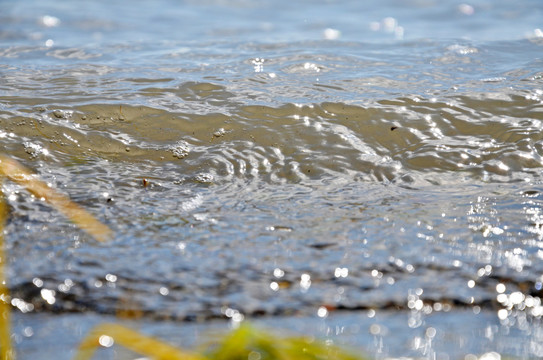 青海湖边水草