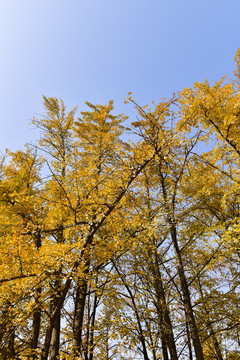 秋天金黄色银杏树叶