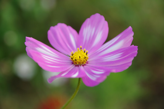 格桑花