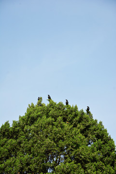松树上的黑鸟