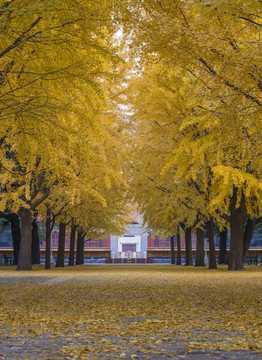 北京中山公园秋天的银杏树