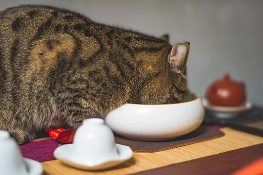 宠物猫
