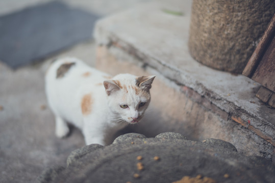 小花猫