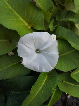 空心菜花