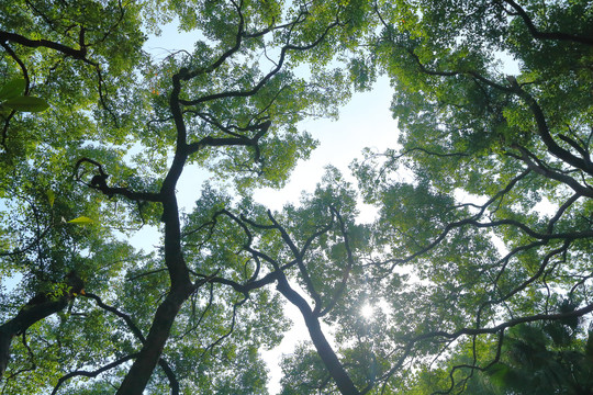 仰拍树林阳光