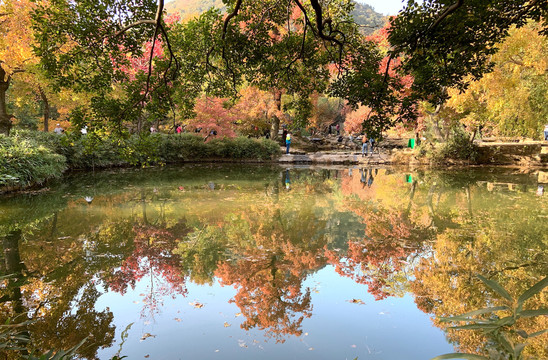 苏州天平山枫叶