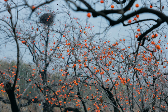 秋后山野里柿子树上红彤彤的柿子