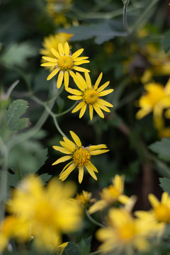 野菊花