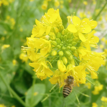 油菜花