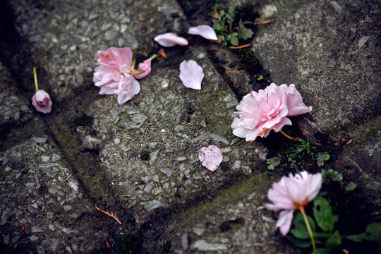 地上的樱花花瓣