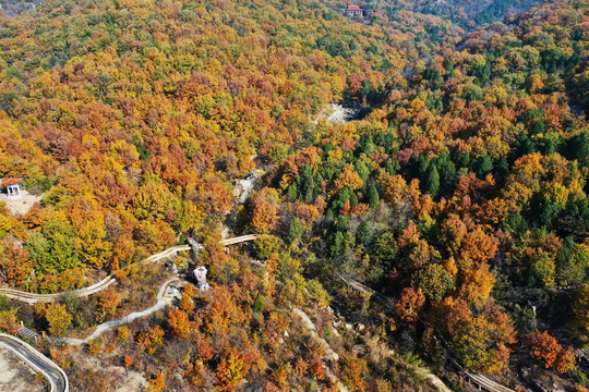 山东枣庄莲青山森林公园美丽秋景