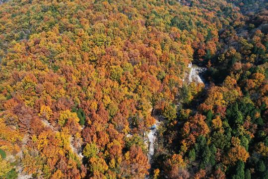 山东枣庄莲青山森林公园美丽秋景