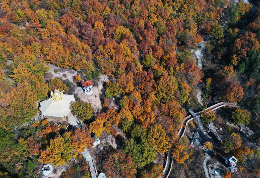 山东枣庄莲青山森林公园美丽秋景