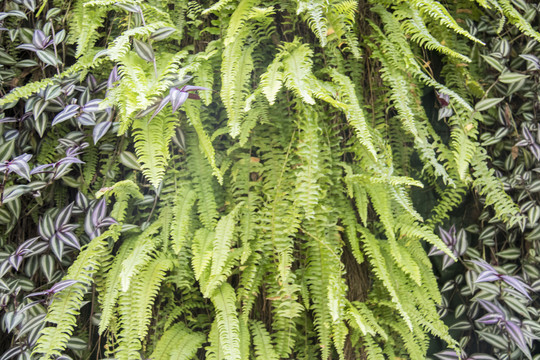 植物墙