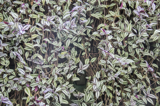 绿植墙