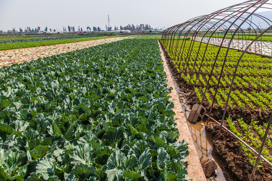 蔬菜基地