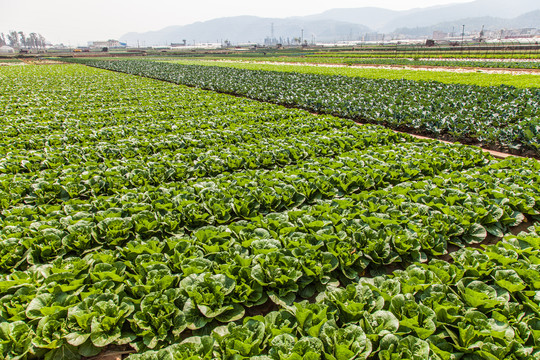 绿色蔬菜基地