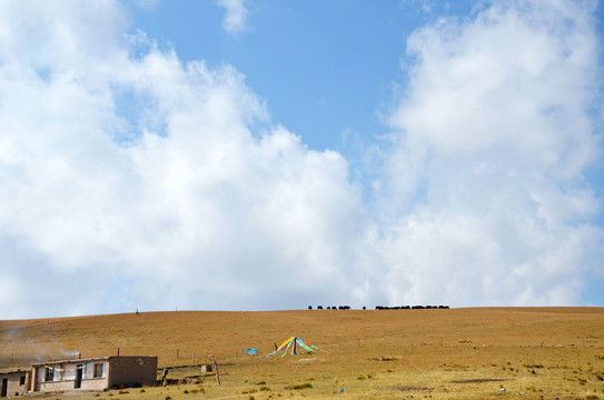 高原牧场