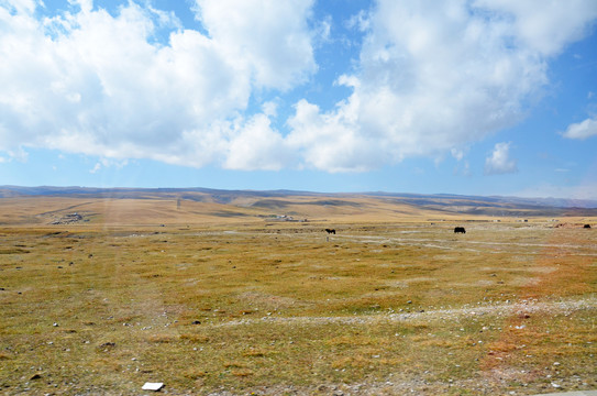 高原牧场