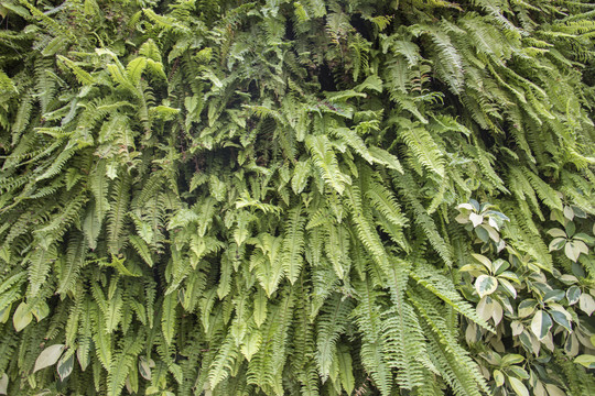 植物墙