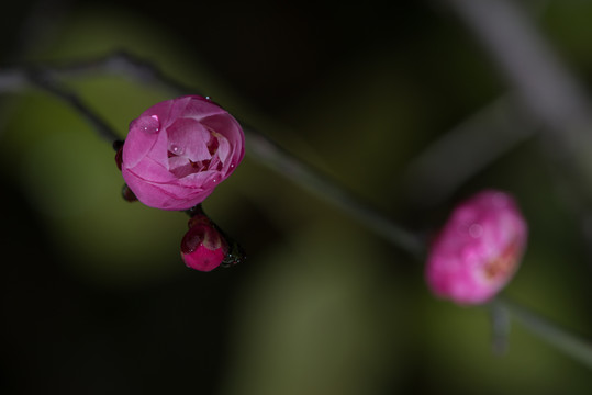 红梅花