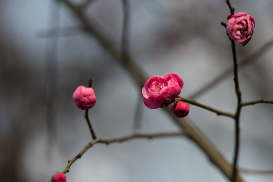 红梅花