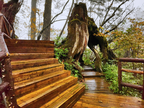 龙苍沟景区木栈道