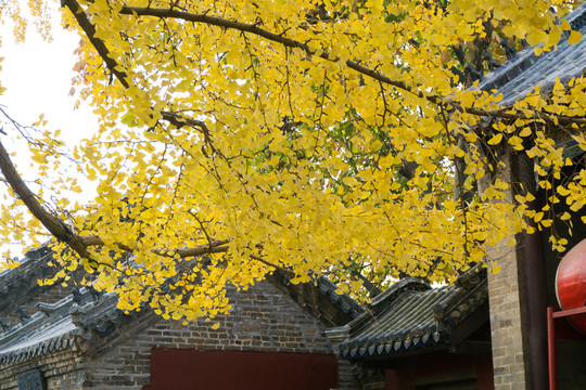 日照浮来山定林寺四千年银杏树