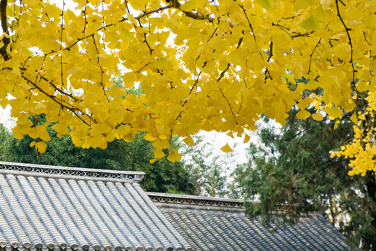 日照浮来山定林寺四千年银杏树