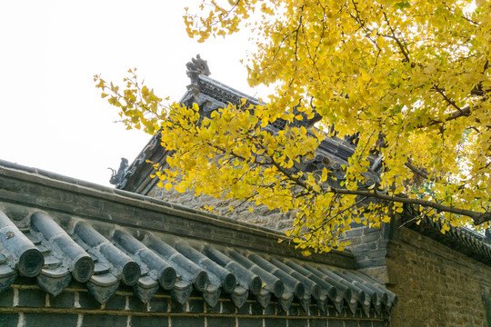 日照浮来山定林寺四千年银杏树