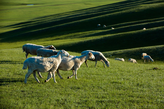 丘陵草原羊群