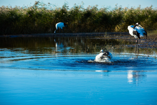湿地水中洗澡的丹顶鹤