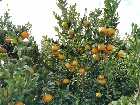 桔子碰柑种植基地