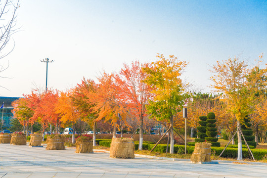 秋天行道树