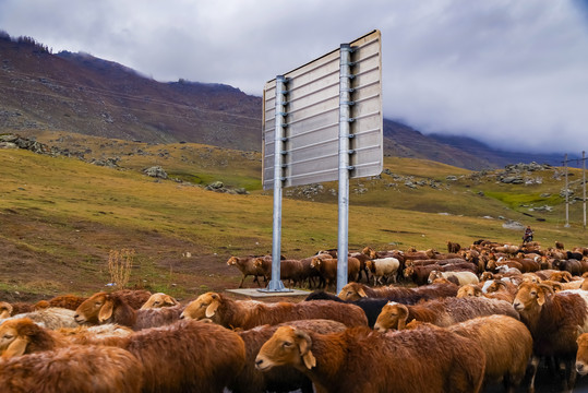 新疆牧羊群